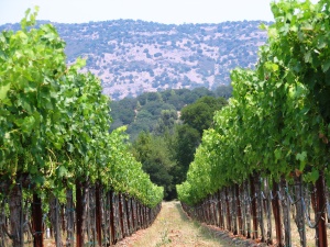 wijnranken in Napa Valley | Napa Valley